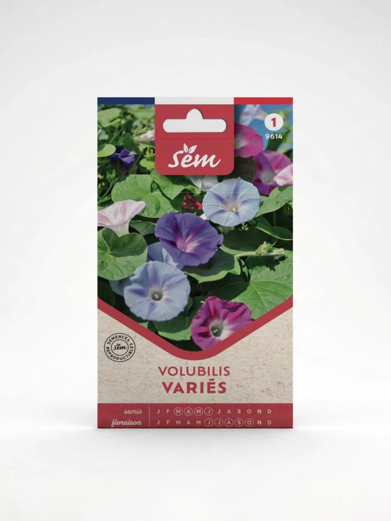 Semance Volubilis Varié SEM Agriclic.tn