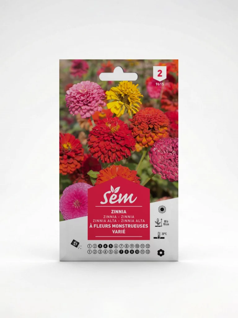 Semance Zinnia à fleur monstrueuse Agriclic.tn