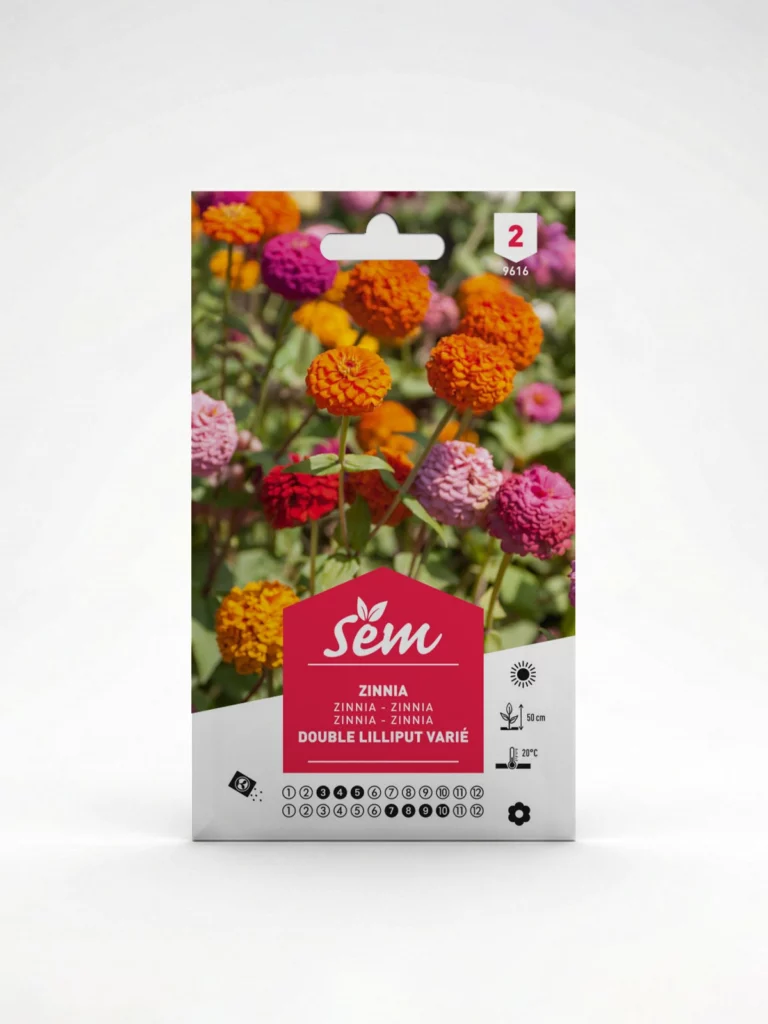 Semance Zinnia double lilliput Agriclic.tn